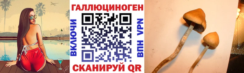 Галлюциногенные грибы Psilocybine cubensis  Бикин 